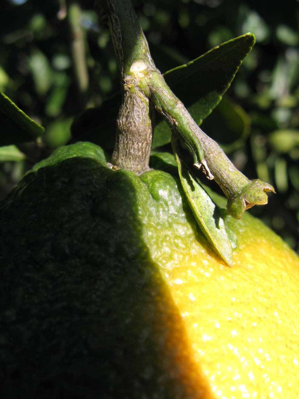            Immature fruit (Winter Haven, FL)   